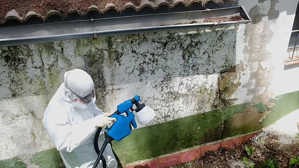 Top rated local Mold Remediation specialists in Ardmore, PA